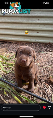 Labrador Retriever Pups