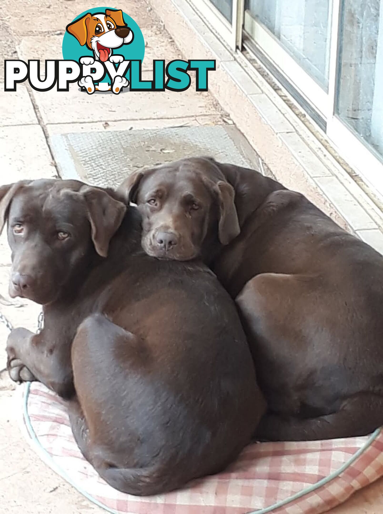 Labrador Retriever Pups