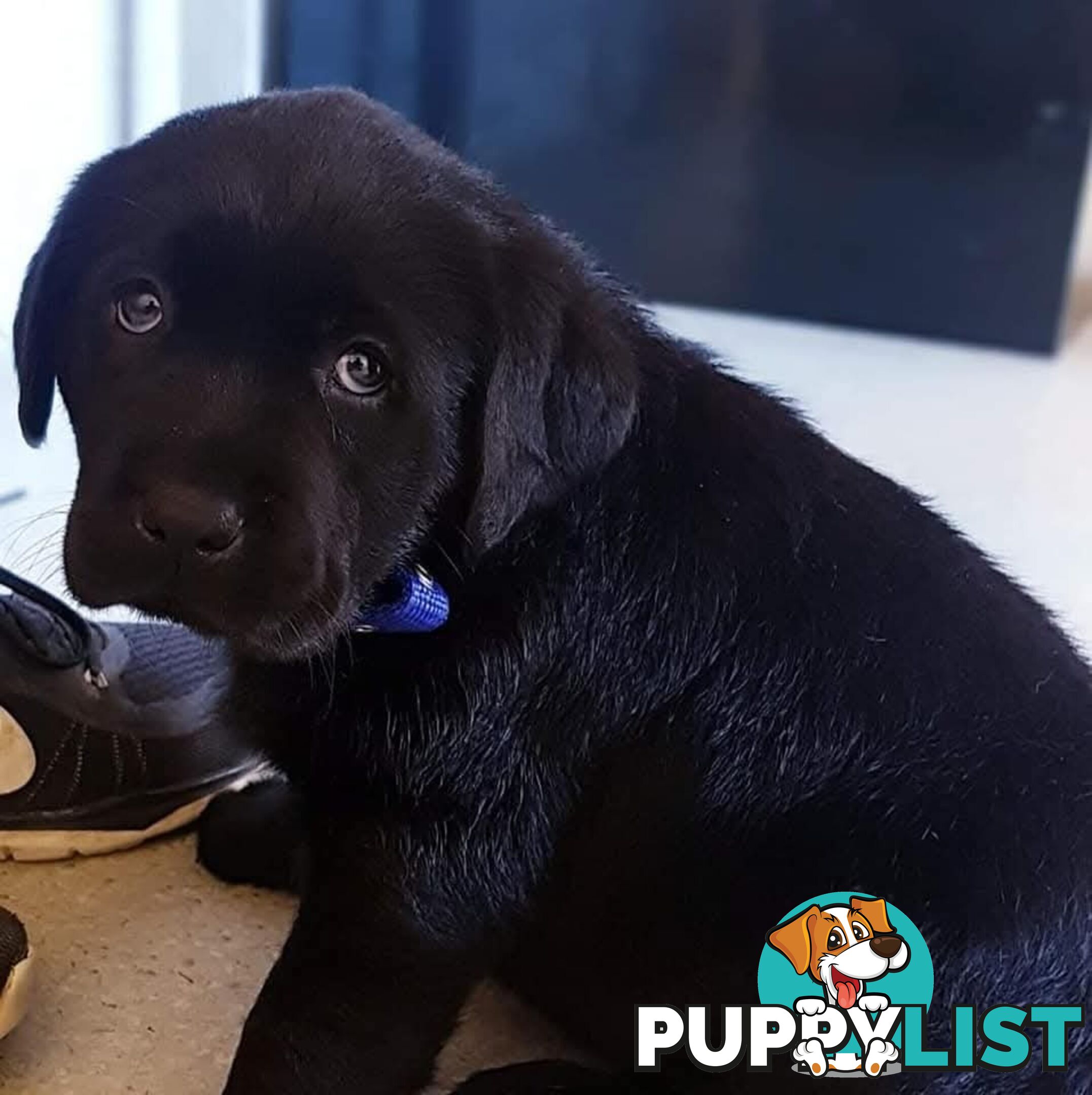 Labrador Retriever Pups
