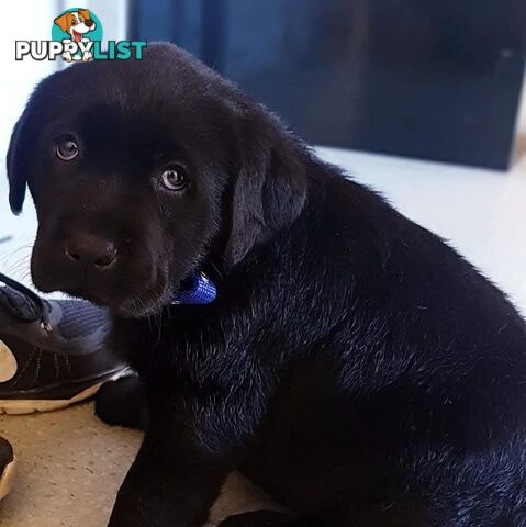 Labrador Retriever Pups