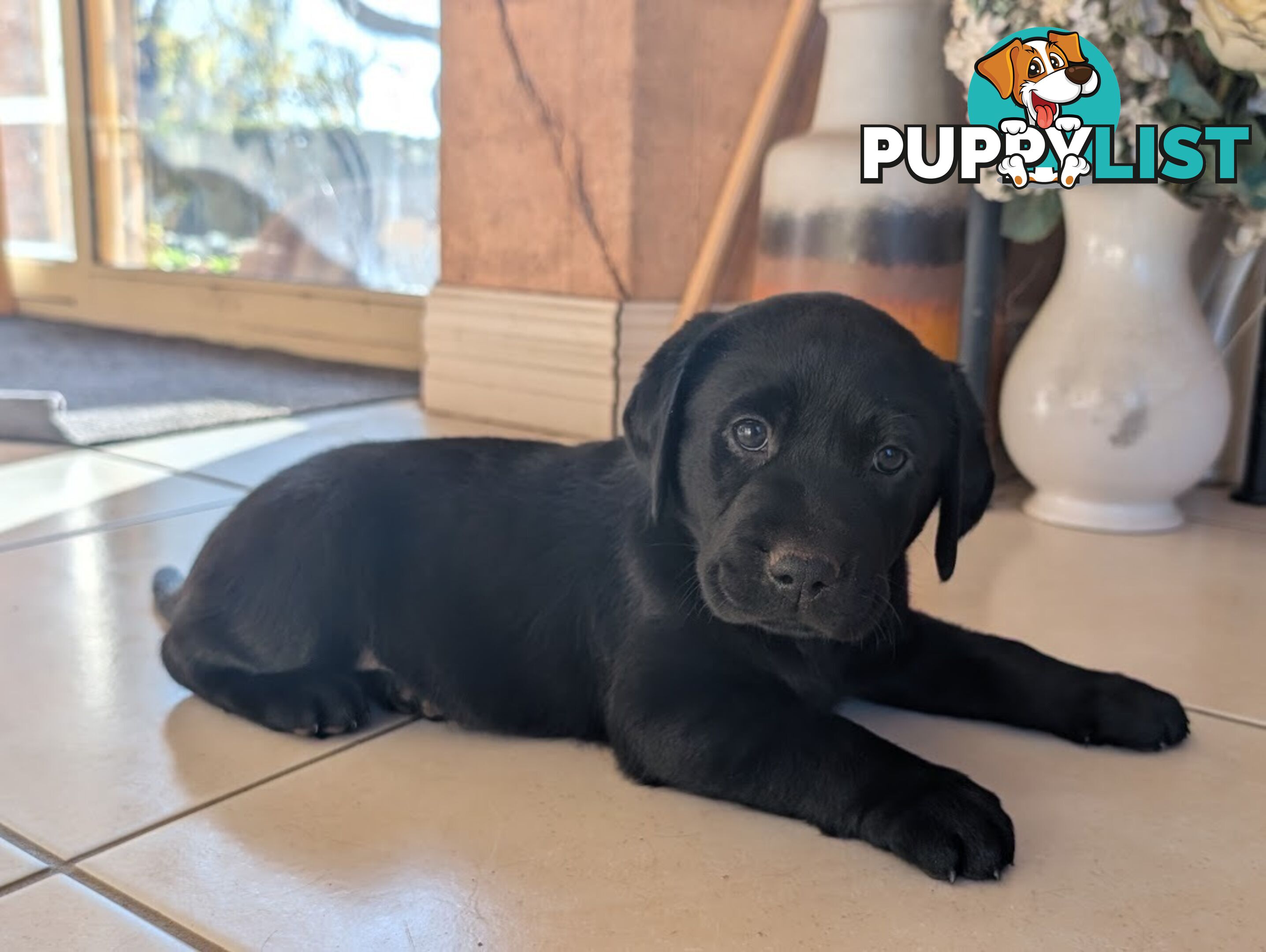 Labrador Retriever Pups (Black male and female available)