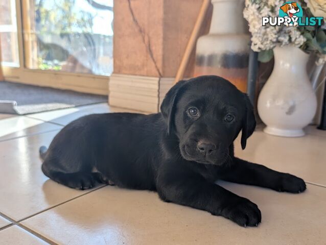 Labrador Retriever Pups (Black male and female available)