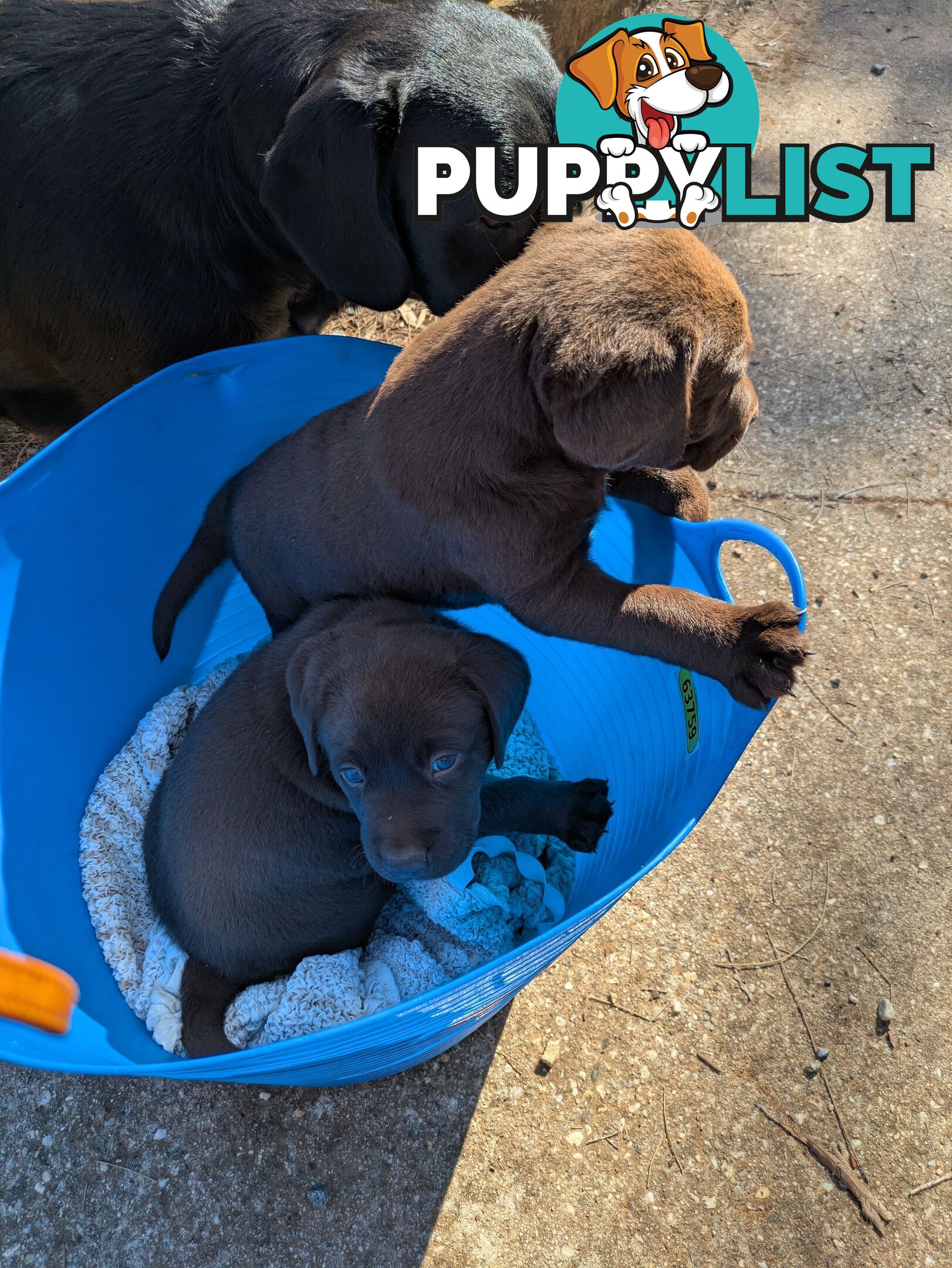Labrador Retriever Pups