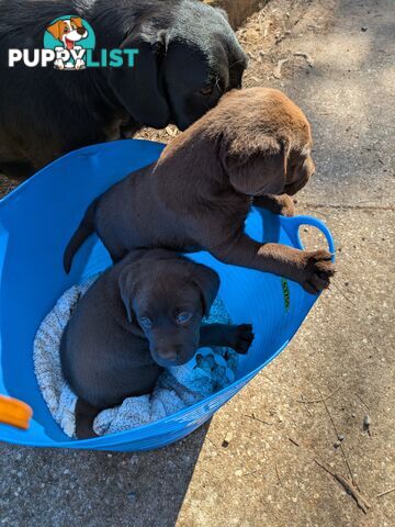 Labrador Retriever Pups