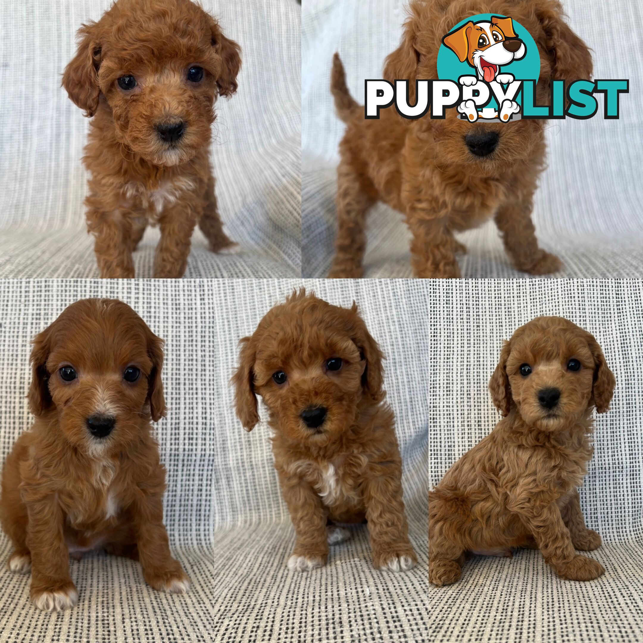Toy Cavoodle Puppies