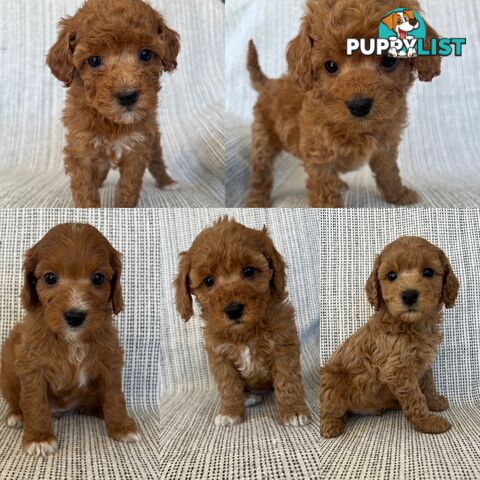 Toy Cavoodle Puppies