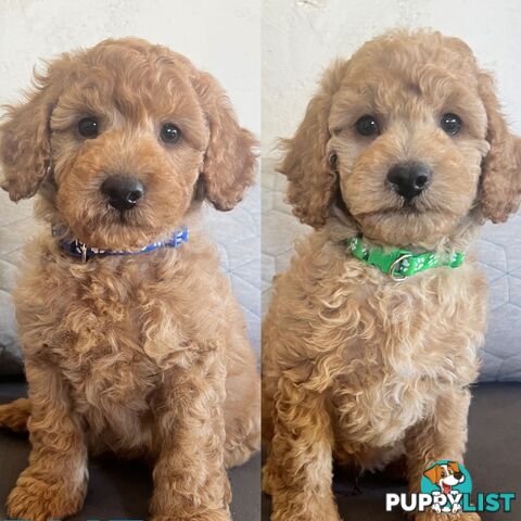 ANKC Purebred Pedigree Miniature Poodle Puppies