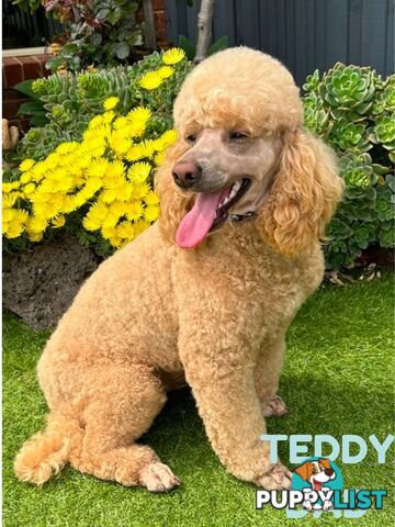 Purebred Pedigree Miniature Poodle Puppies