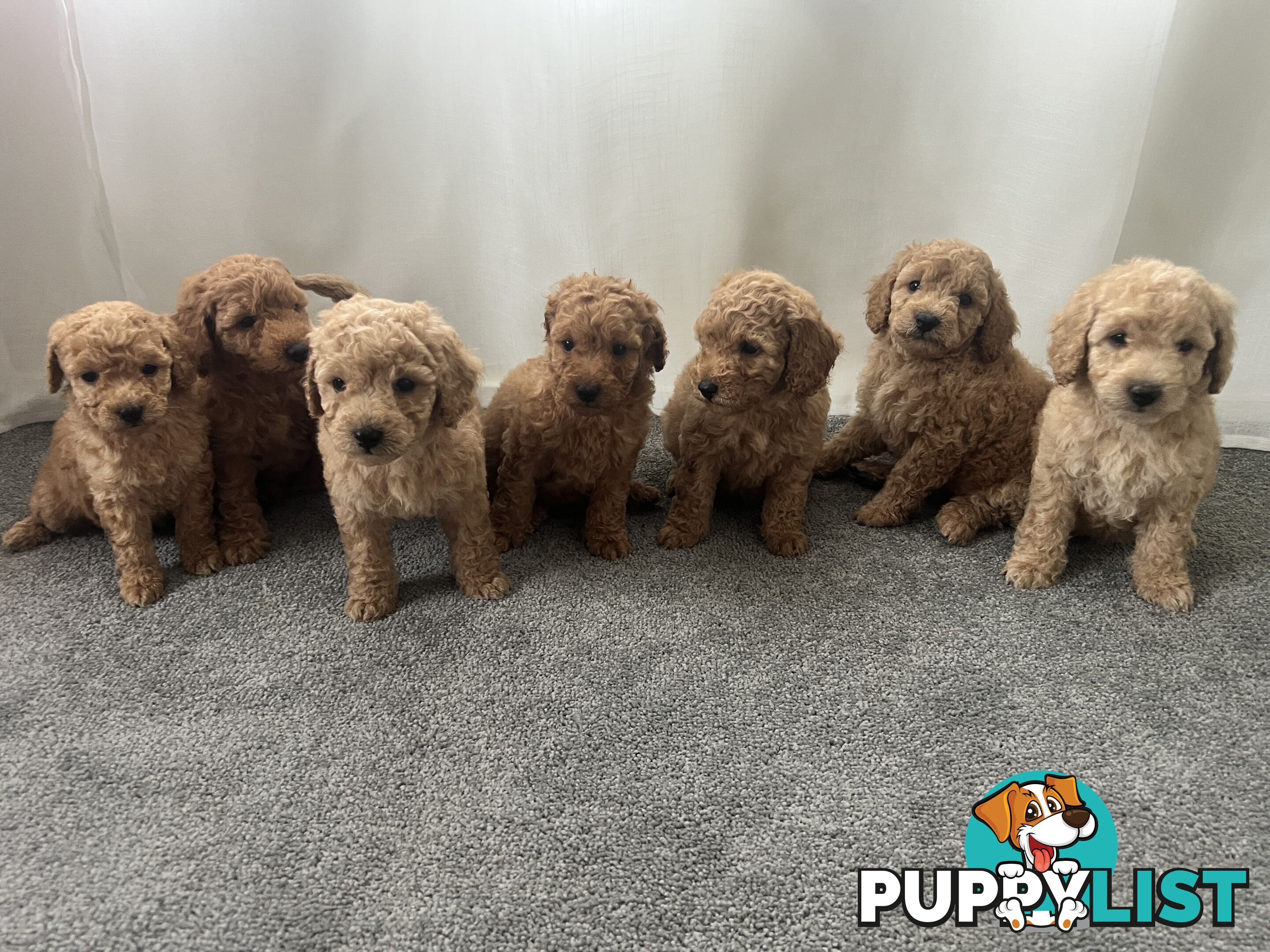 Purebred Pedigree Miniature Poodle Puppies