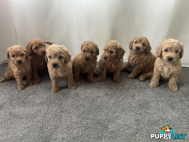 Purebred Pedigree Miniature Poodle Puppies