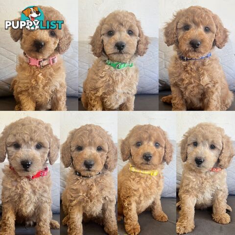 ANKC Purebred Pedigree Miniature Poodle Puppies