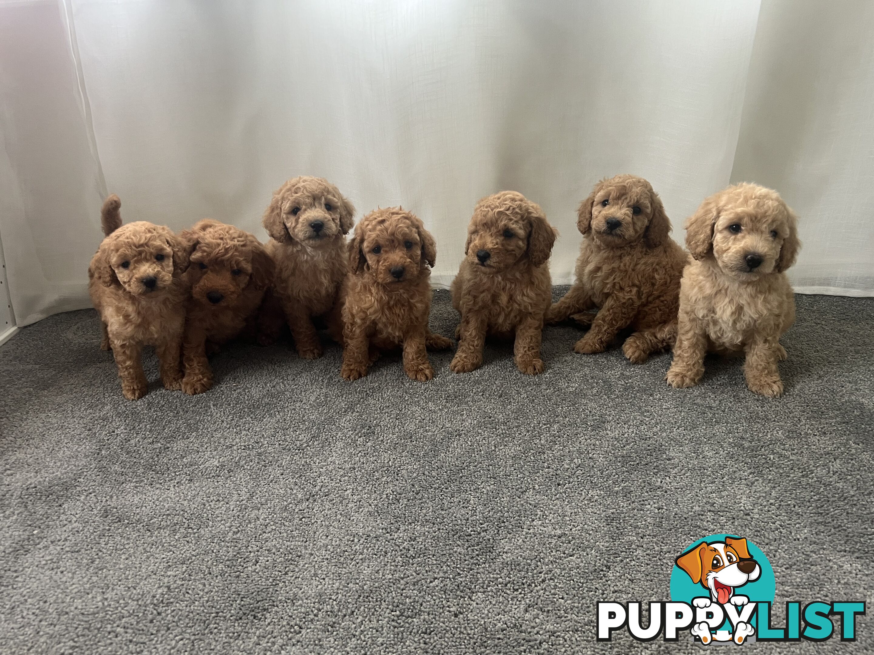 Purebred Pedigree Miniature Poodle Puppies