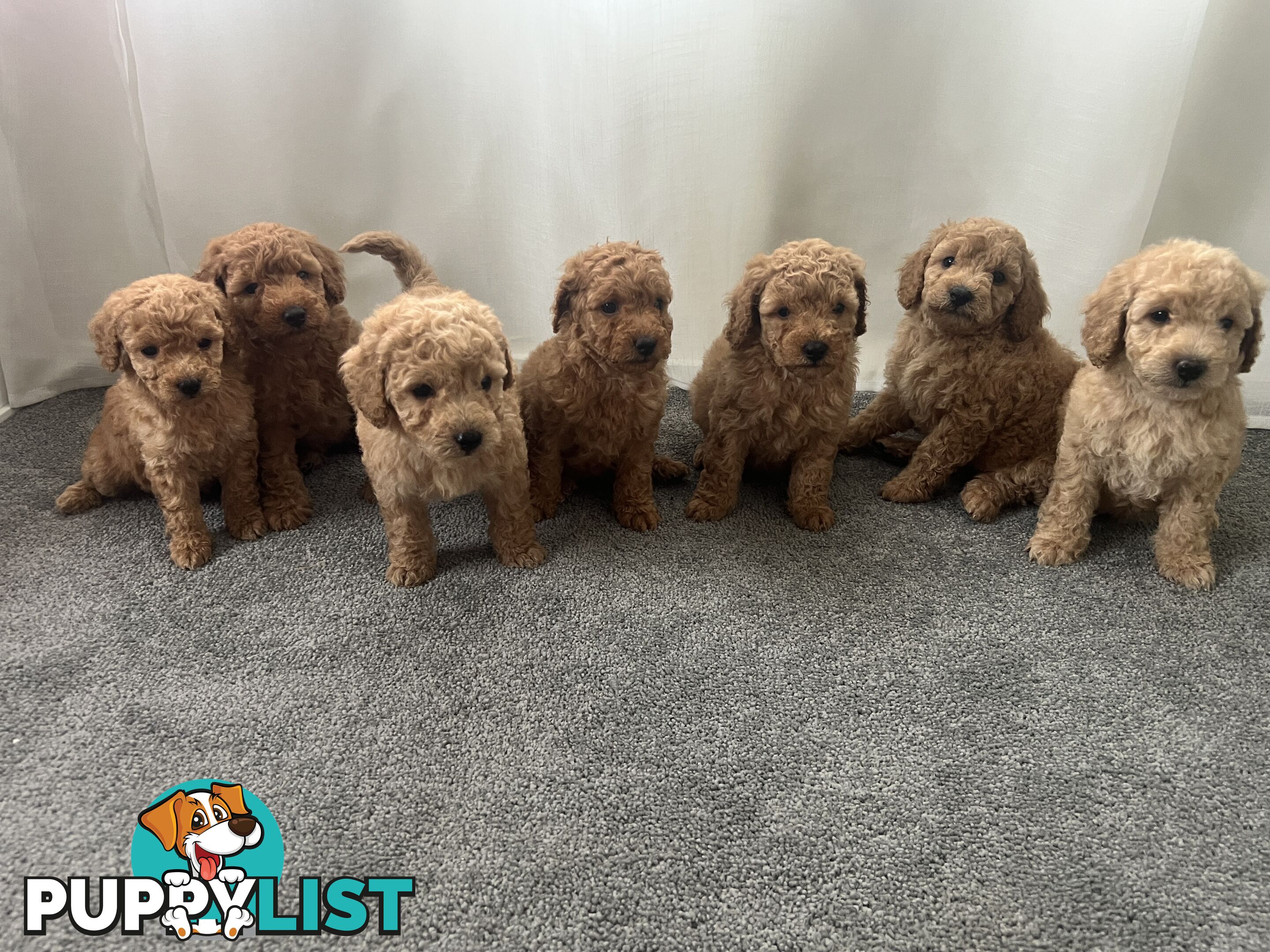 Purebred Pedigree Miniature Poodle Puppies