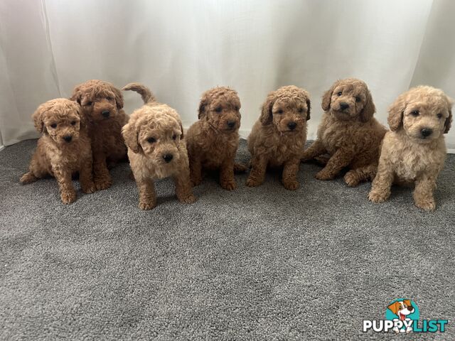 Purebred Pedigree Miniature Poodle Puppies