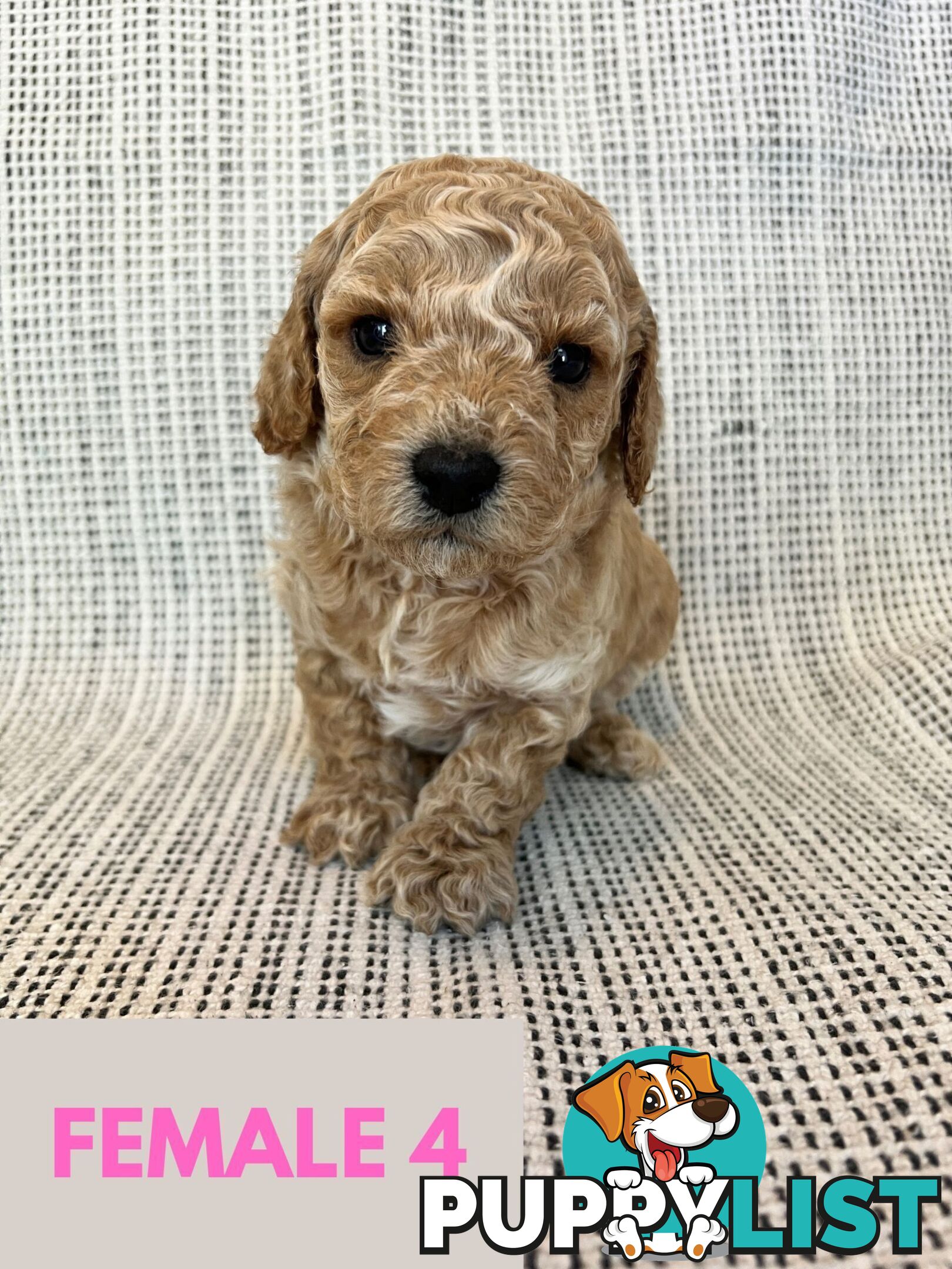 Toy Cavoodle Puppies - DNA clear & Breeder Health Guarantee