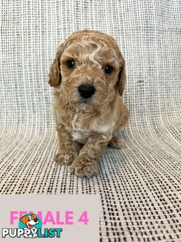 Toy Cavoodle Puppies - DNA clear & Breeder Health Guarantee