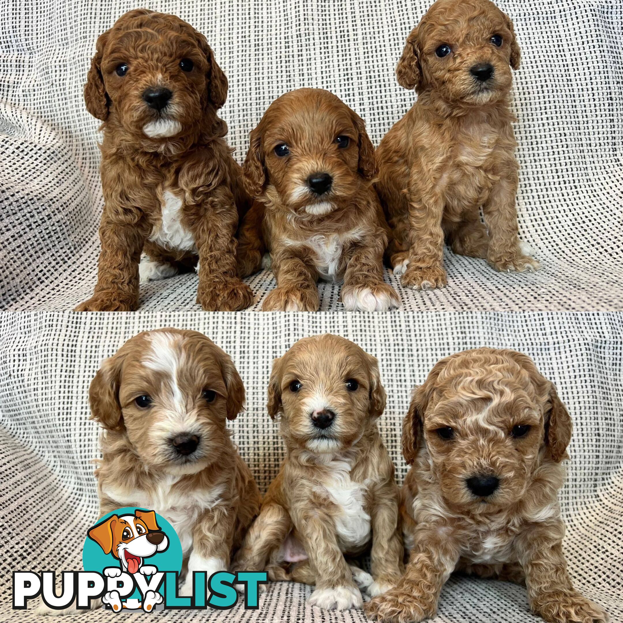 Toy Cavoodle Puppies - DNA clear & Breeder Health Guarantee