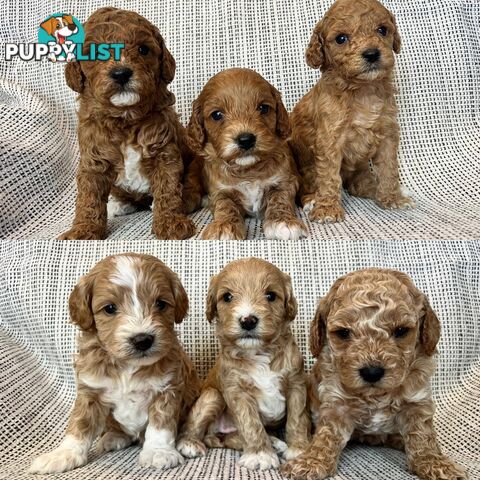 Toy Cavoodle Puppies - DNA clear & Breeder Health Guarantee