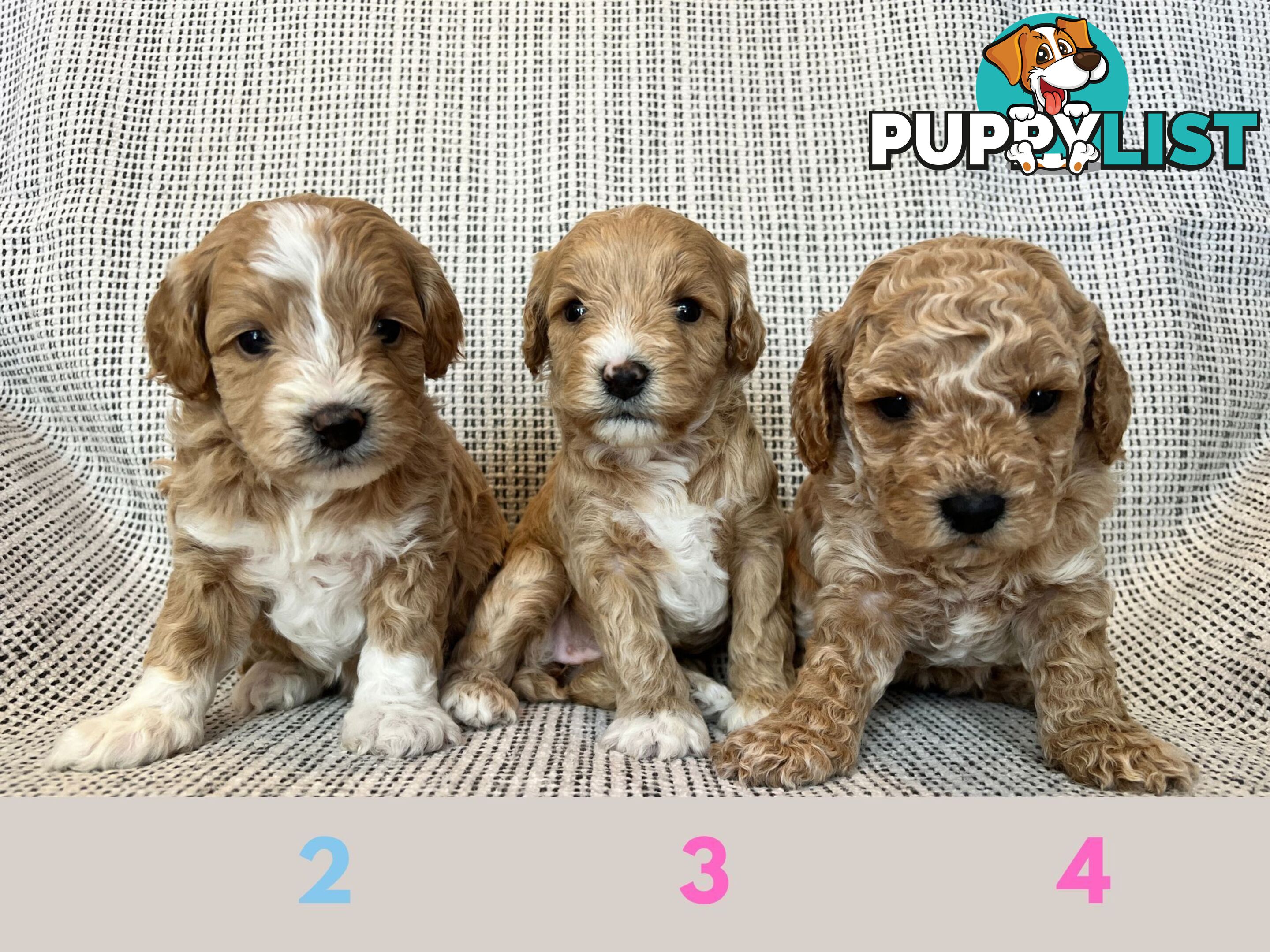 Toy Cavoodle Puppies - DNA clear & Breeder Health Guarantee