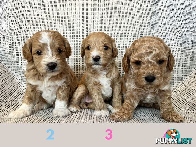 Toy Cavoodle Puppies - DNA clear & Breeder Health Guarantee