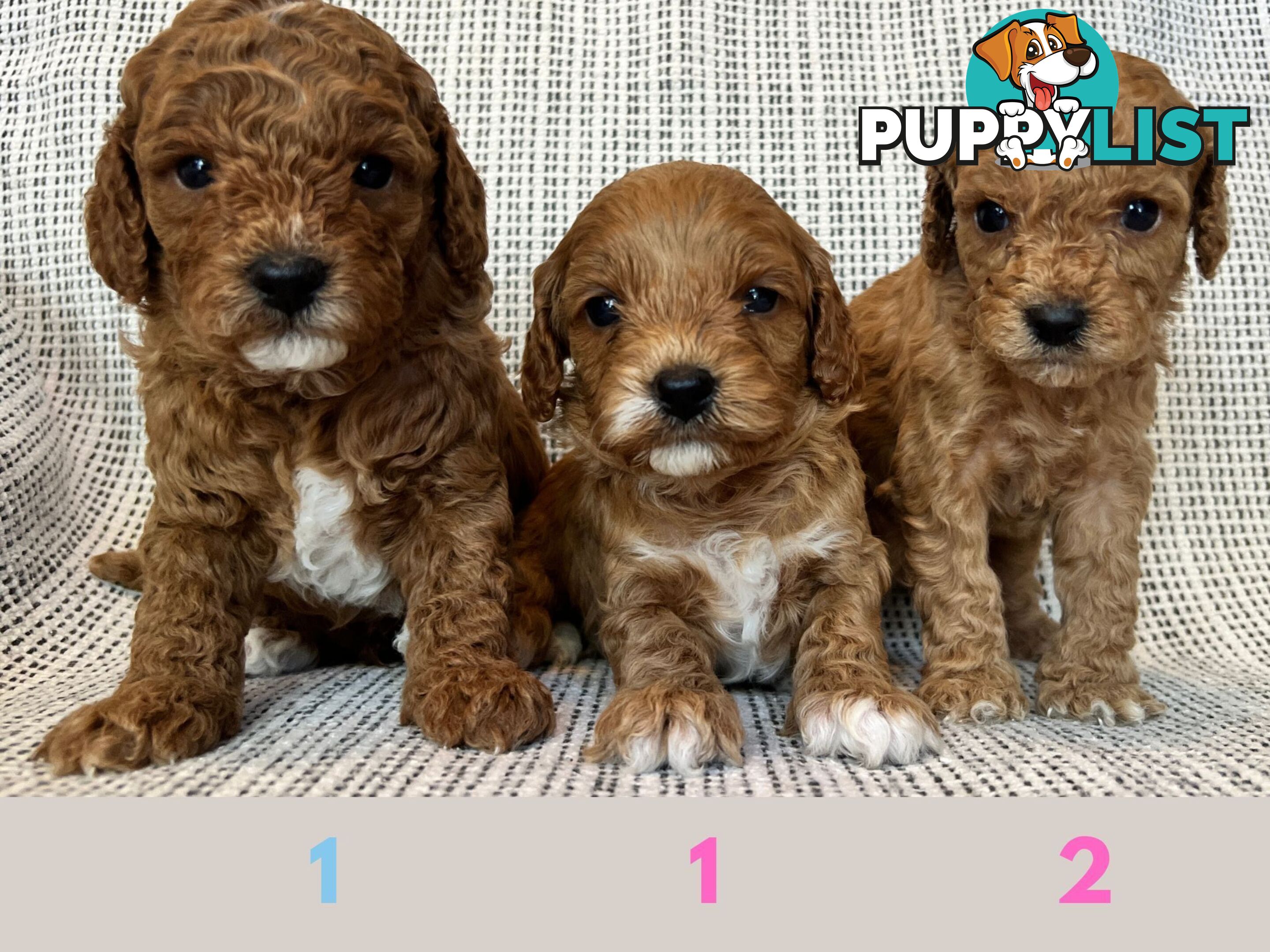 Toy Cavoodle Puppies - DNA clear & Breeder Health Guarantee