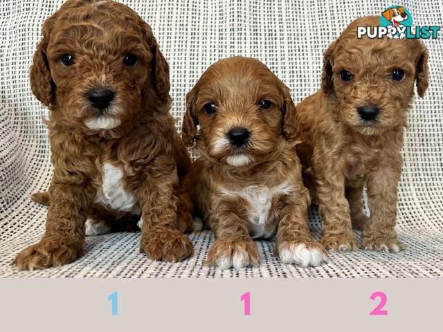 Toy Cavoodle Puppies - DNA clear & Breeder Health Guarantee