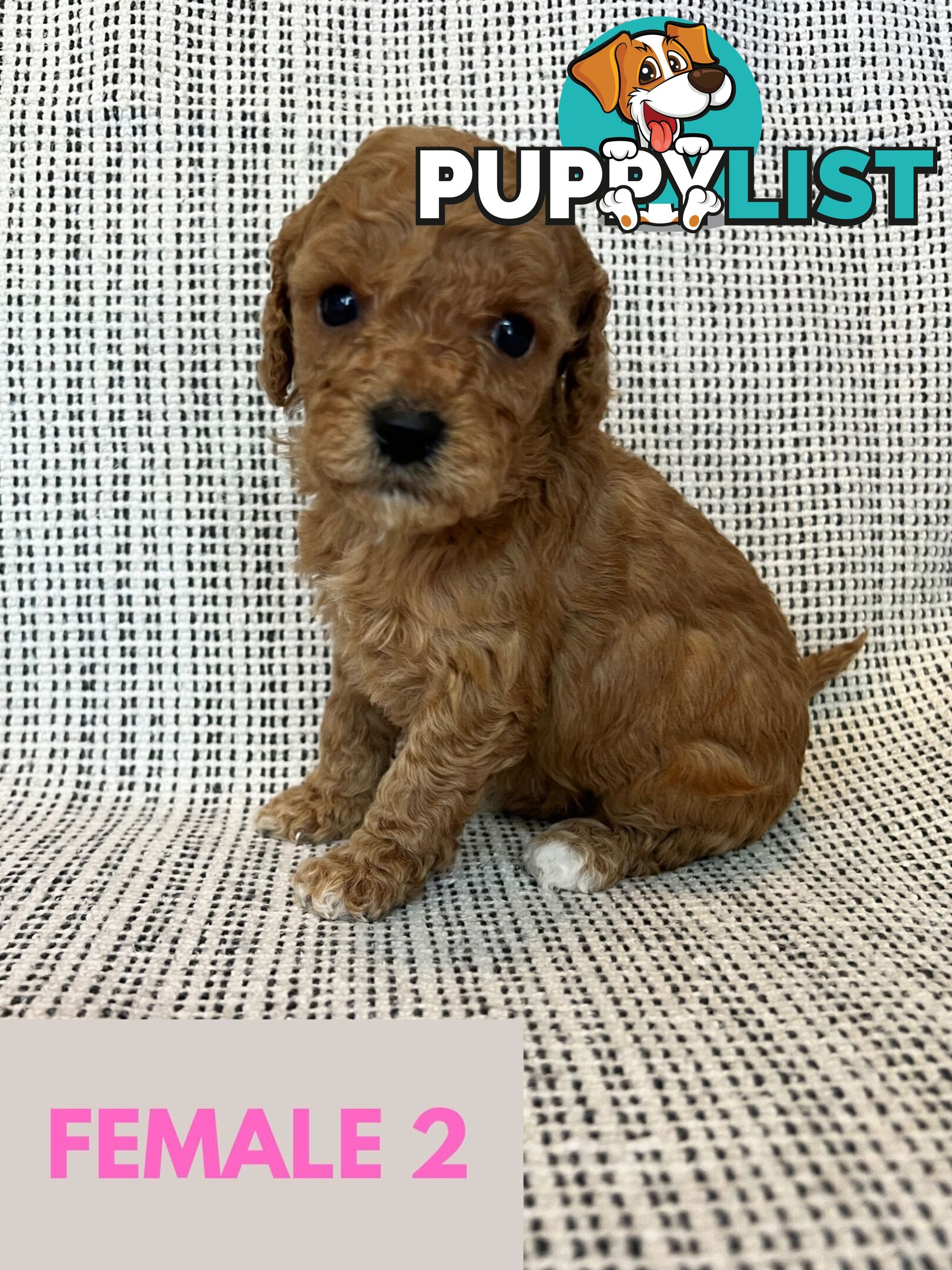 Toy Cavoodle Puppies - DNA clear & Breeder Health Guarantee