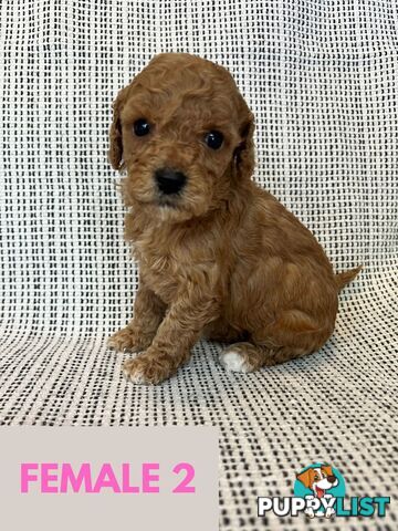 Toy Cavoodle Puppies - DNA clear & Breeder Health Guarantee