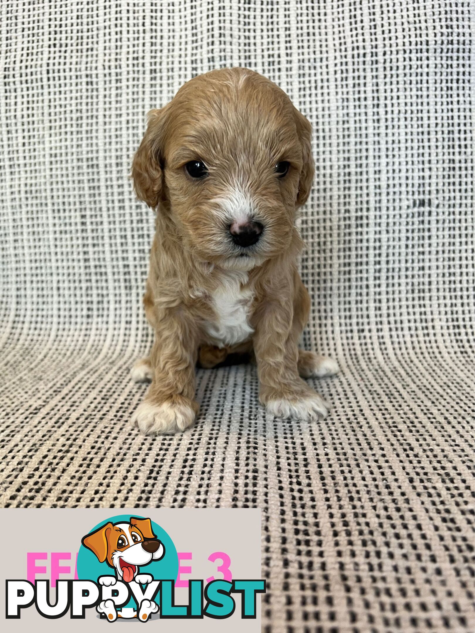 Toy Cavoodle Puppies - DNA clear & Breeder Health Guarantee