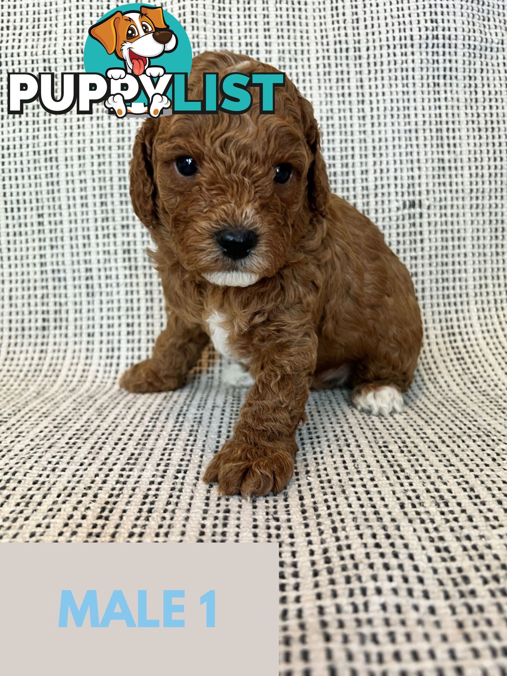 Toy Cavoodle Puppies - DNA clear & Breeder Health Guarantee