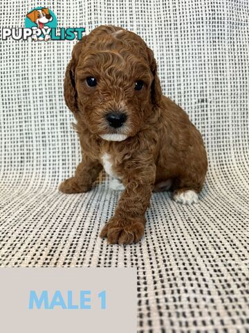 Toy Cavoodle Puppies - DNA clear & Breeder Health Guarantee