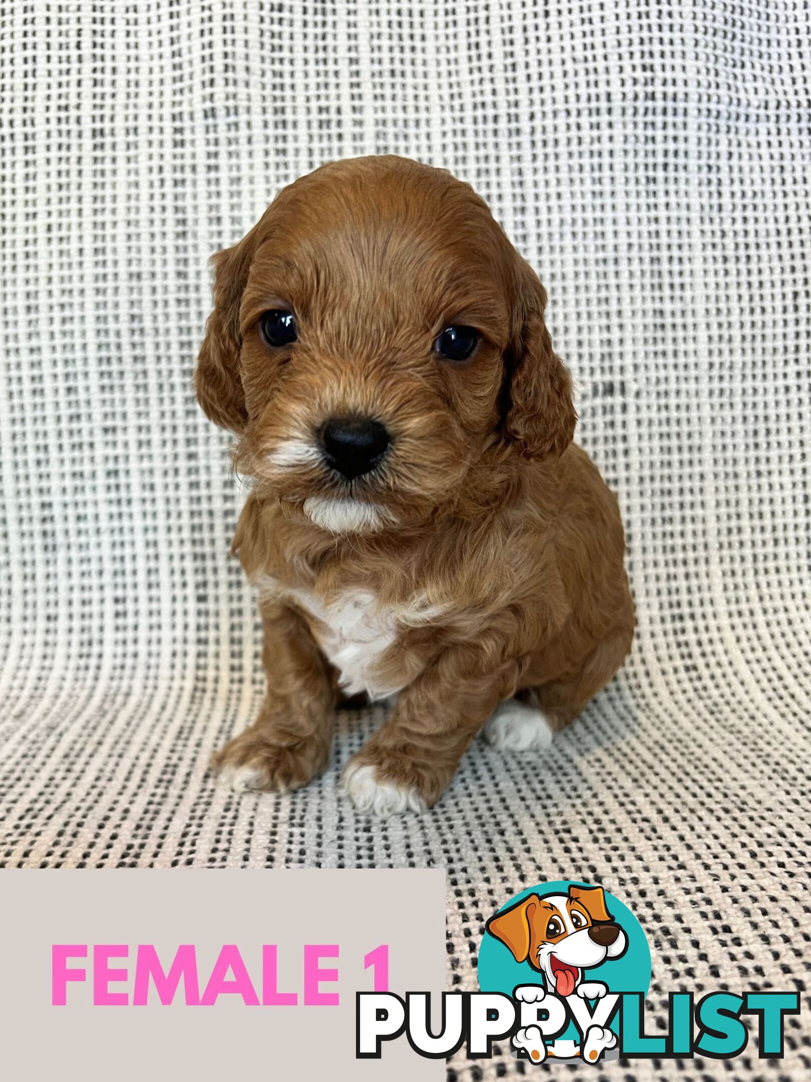 Toy Cavoodle Puppies - DNA clear & Breeder Health Guarantee