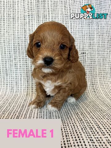 Toy Cavoodle Puppies - DNA clear & Breeder Health Guarantee