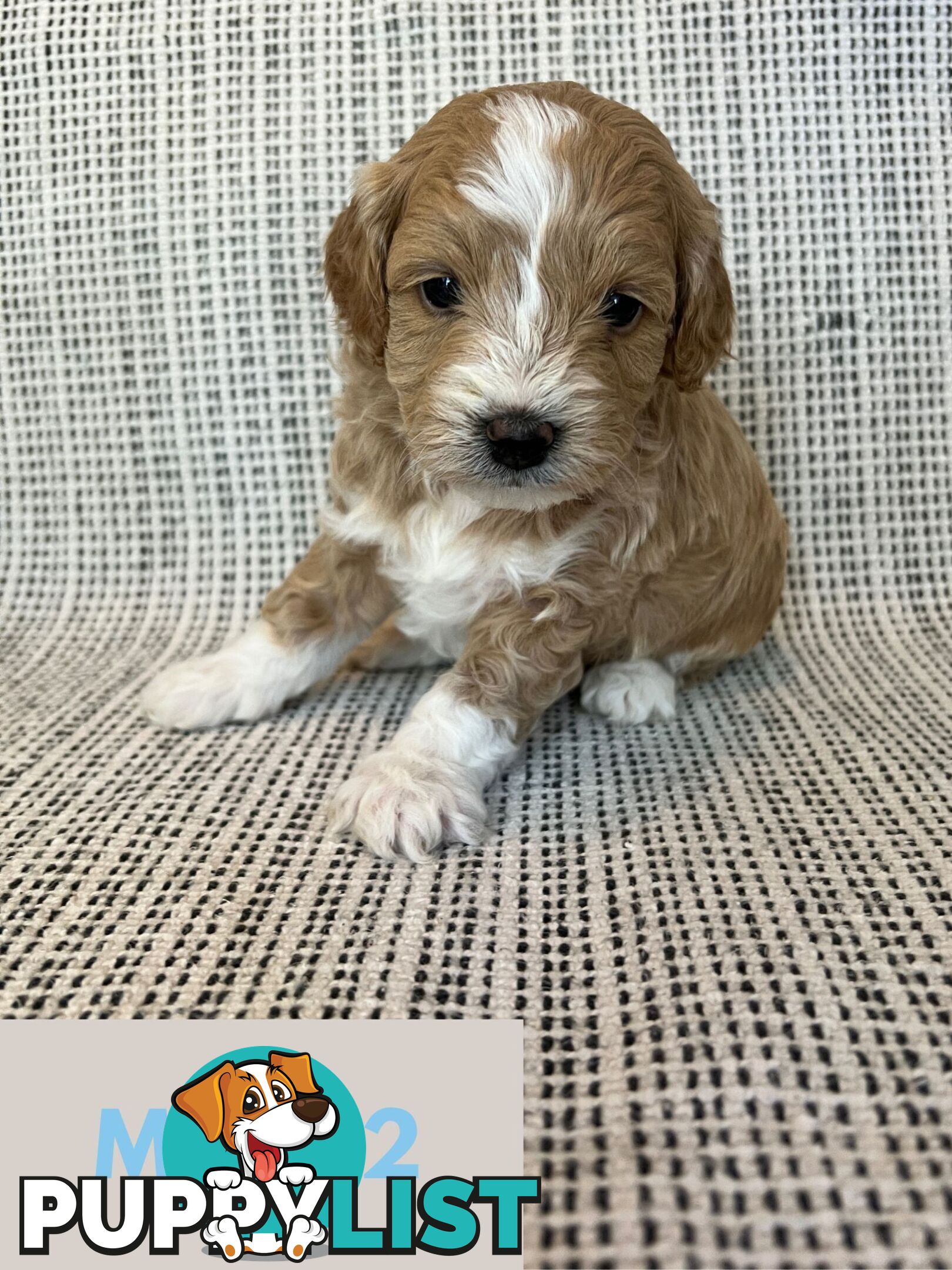 Toy Cavoodle Puppies - DNA clear & Breeder Health Guarantee