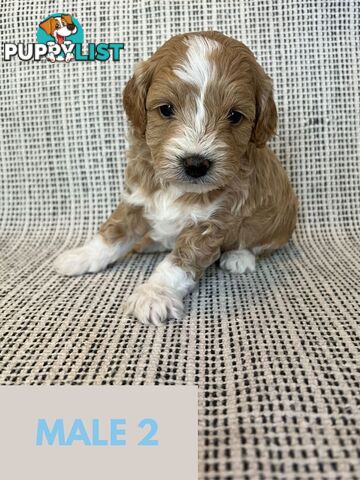 Toy Cavoodle Puppies - DNA clear & Breeder Health Guarantee