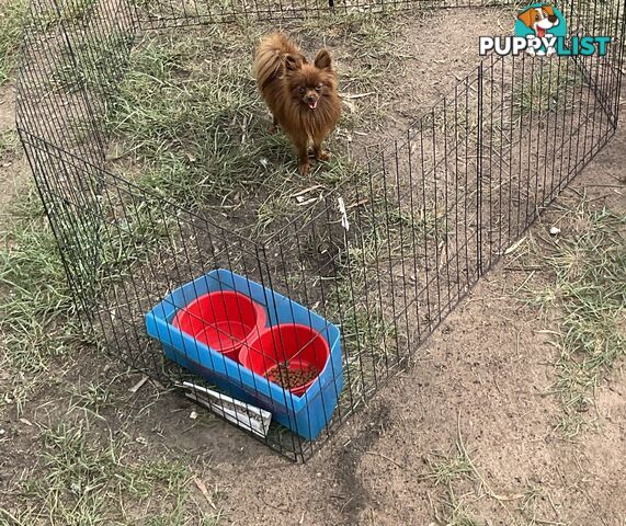 2 Pomeranian adult males 1 chocolate and 1 black adult