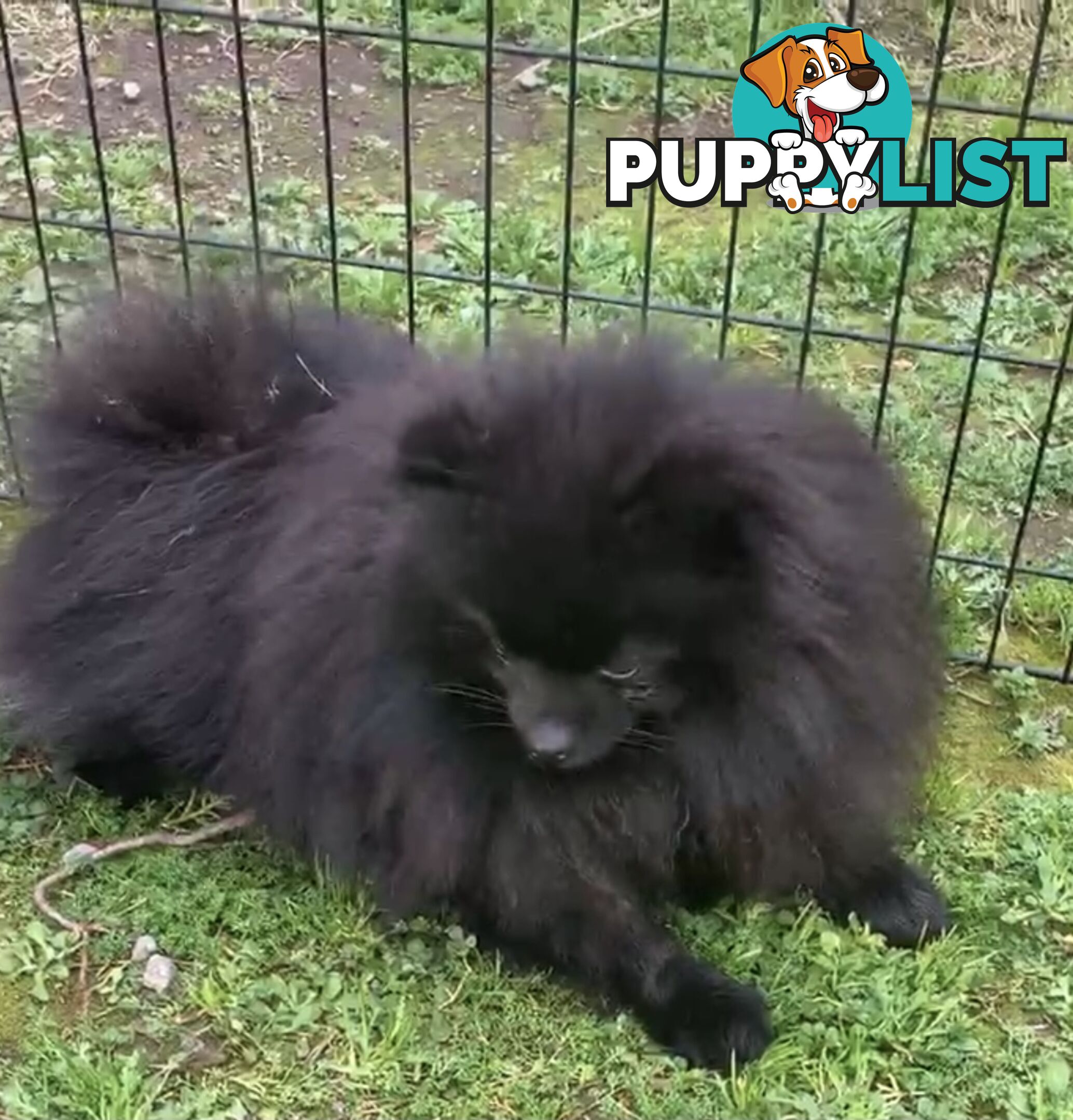 2 Pomeranian adult males 1 chocolate and 1 black adult