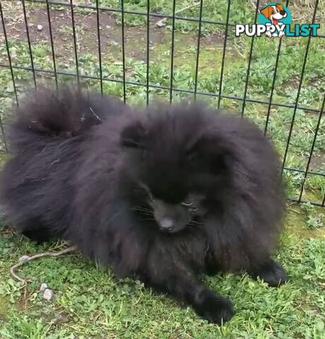 2 Pomeranian adult males 1 chocolate and 1 black adult