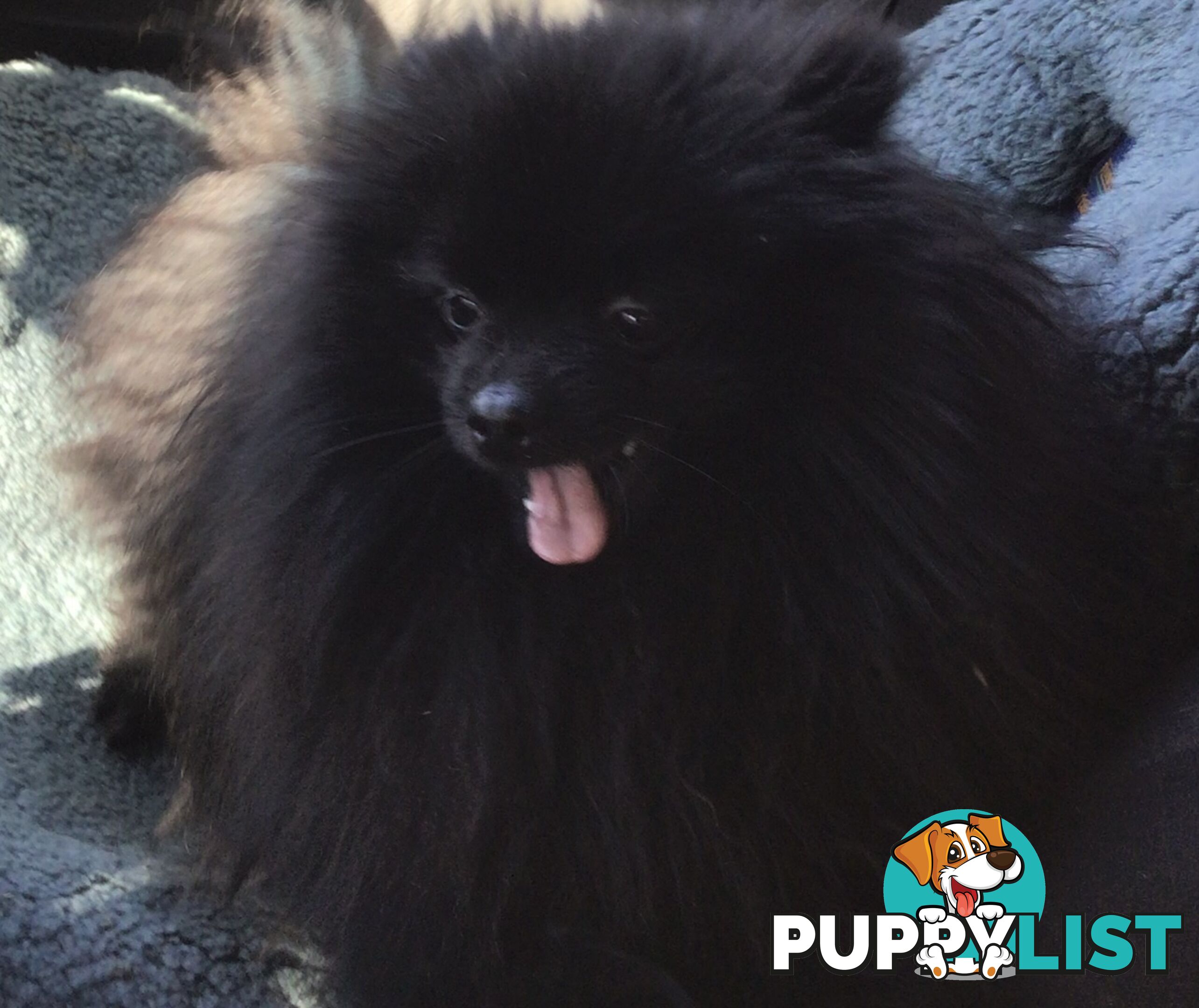 2 Pomeranian adult males 1 chocolate and 1 black adult