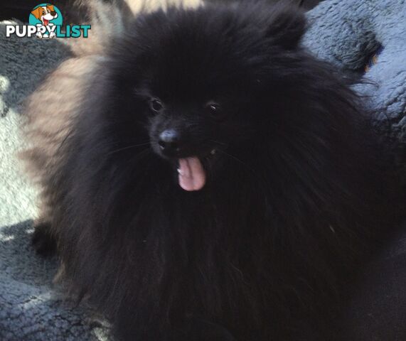 2 Pomeranian adult males 1 chocolate and 1 black adult