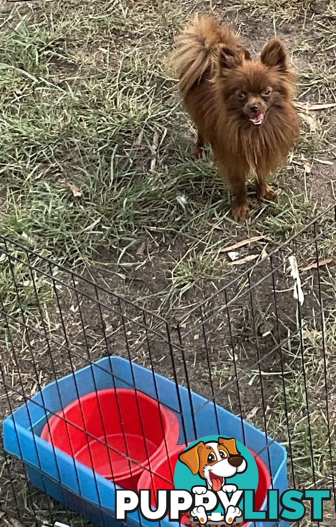 2 Pomeranian adult males 1 chocolate and 1 black adult