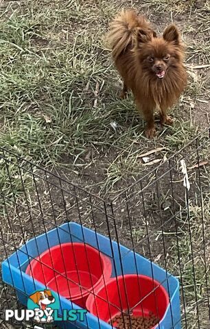 2 Pomeranian adult males 1 chocolate and 1 black adult