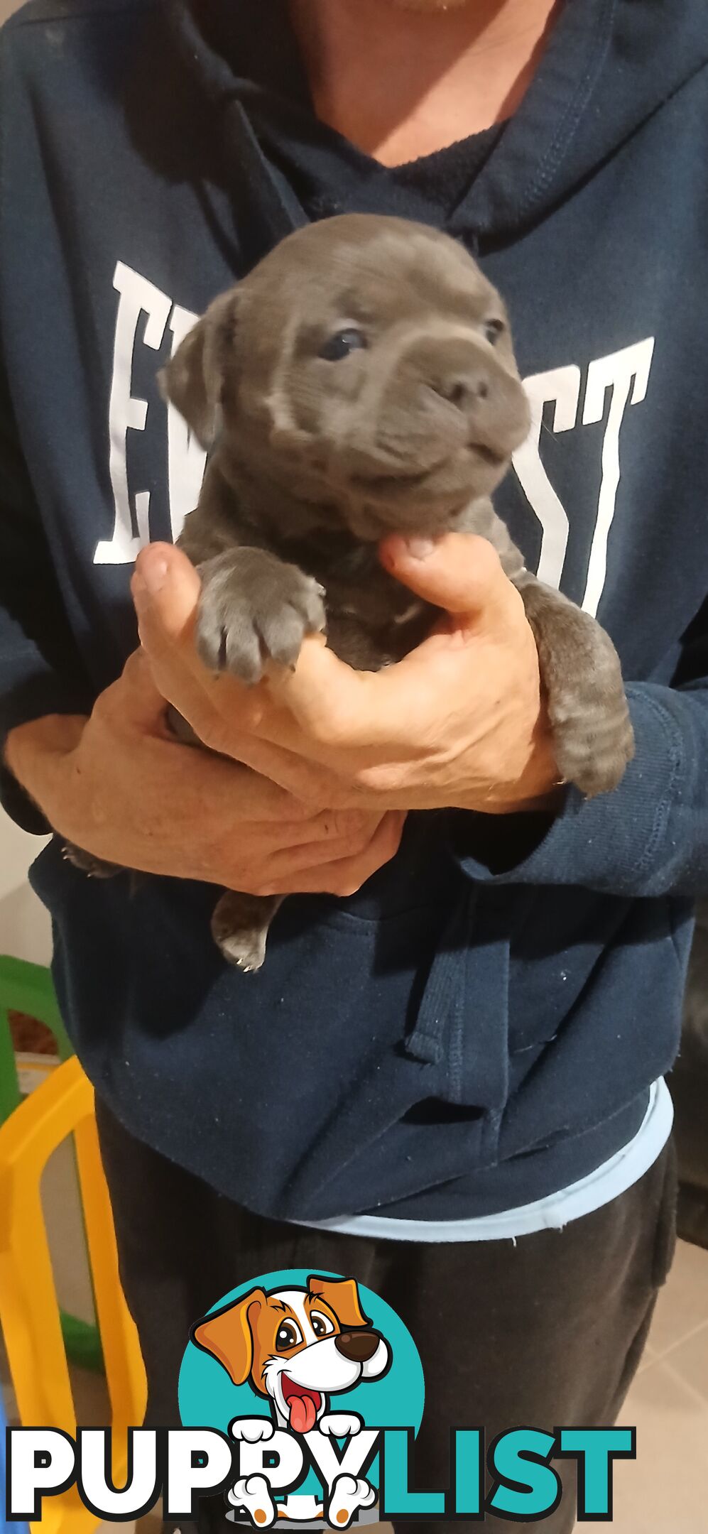 English staffy