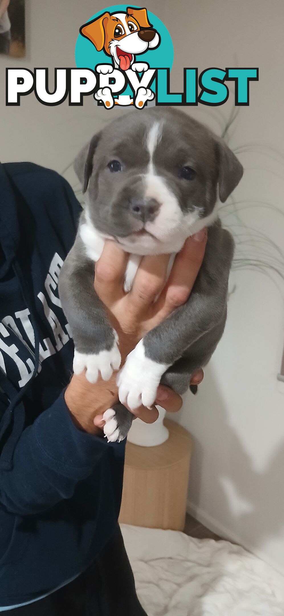 English staffy
