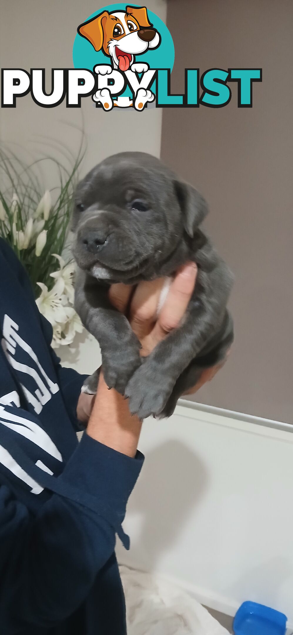 English staffy