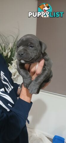 English staffy