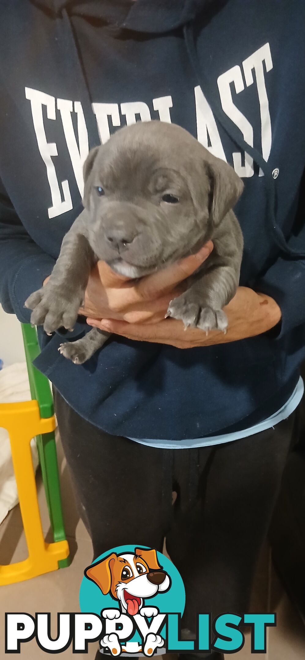 English staffy