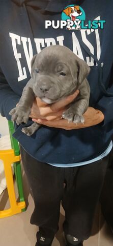 English staffy