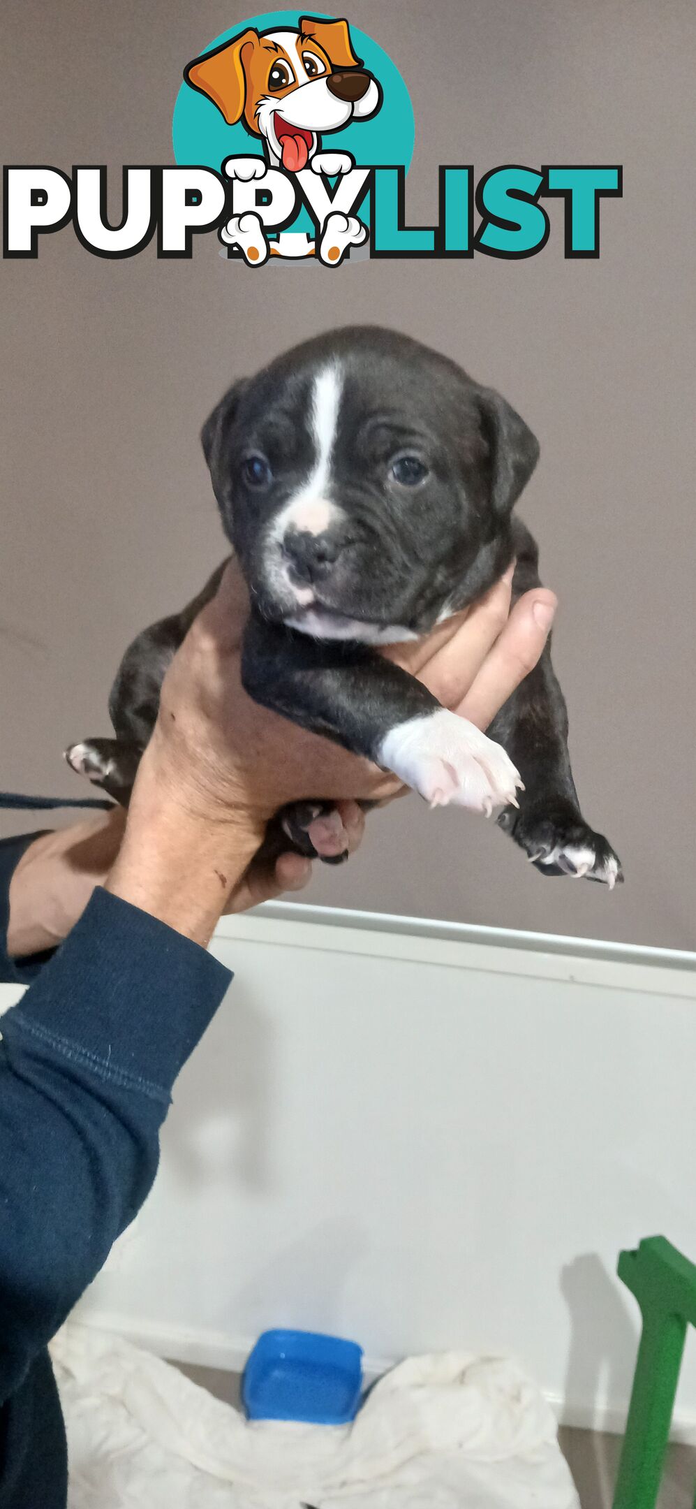English staffy