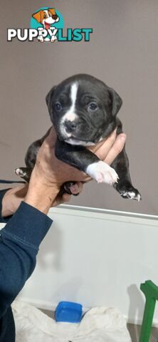 English staffy